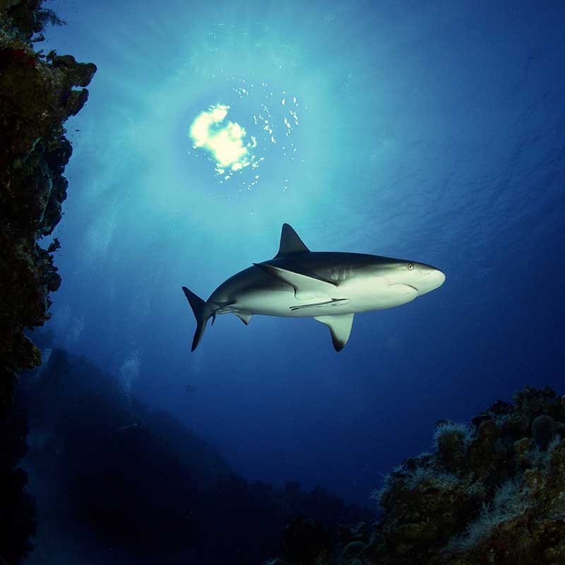 bahamas diving