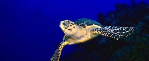 San Salvador, Bahamas Hawksbill Turtle