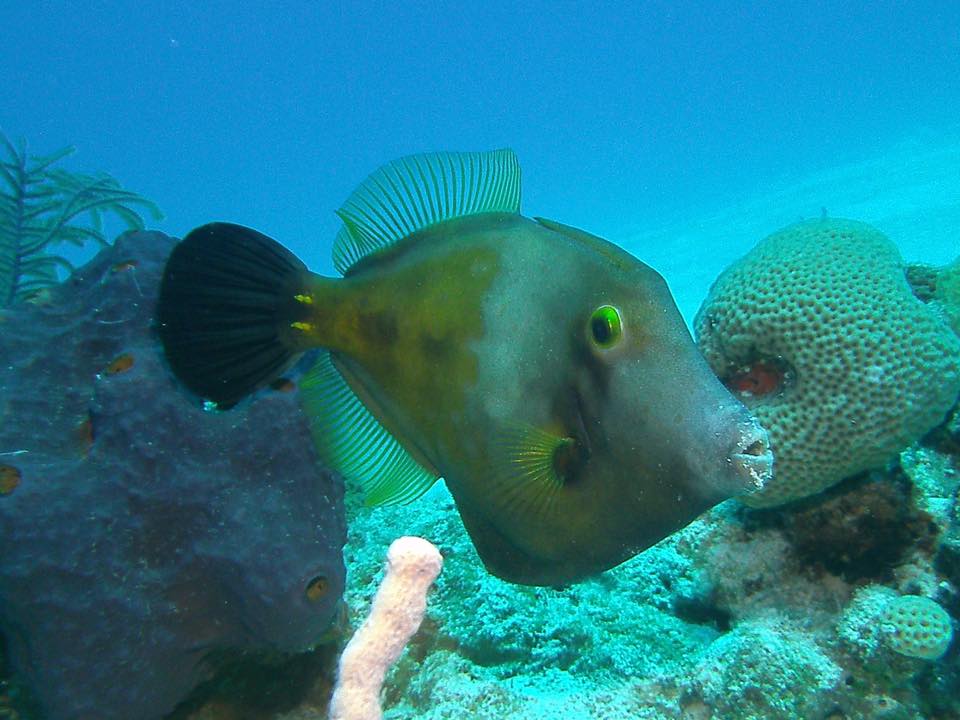 Filefish in The Bahamas, Underwater
