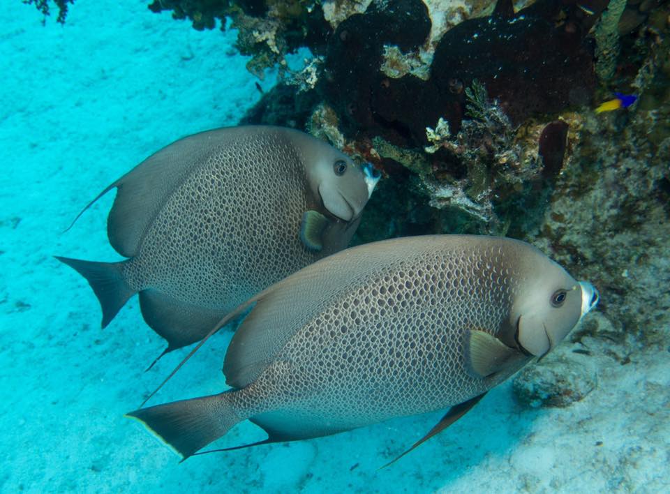 bahamas diving