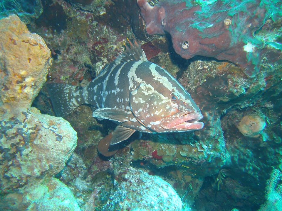 bahamas diving