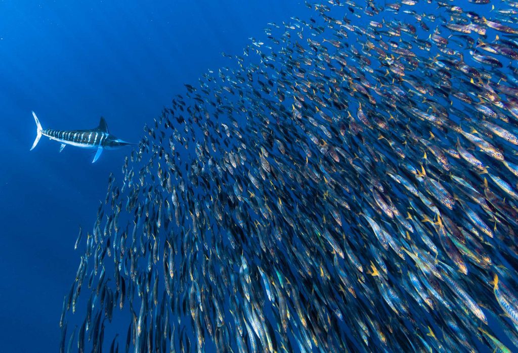 fishing in the bahamas