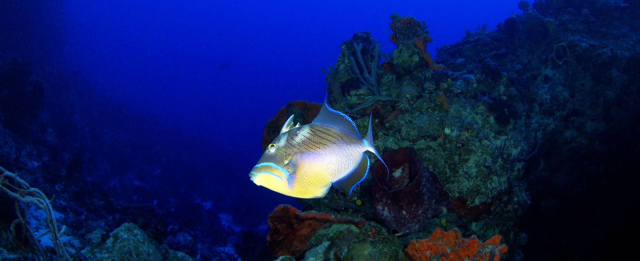 Queen Trigger at Shangri-La Dive Site, Bahamas