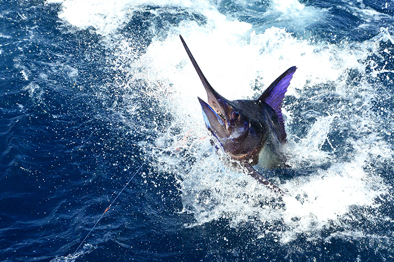 bahamas deep sea fishing