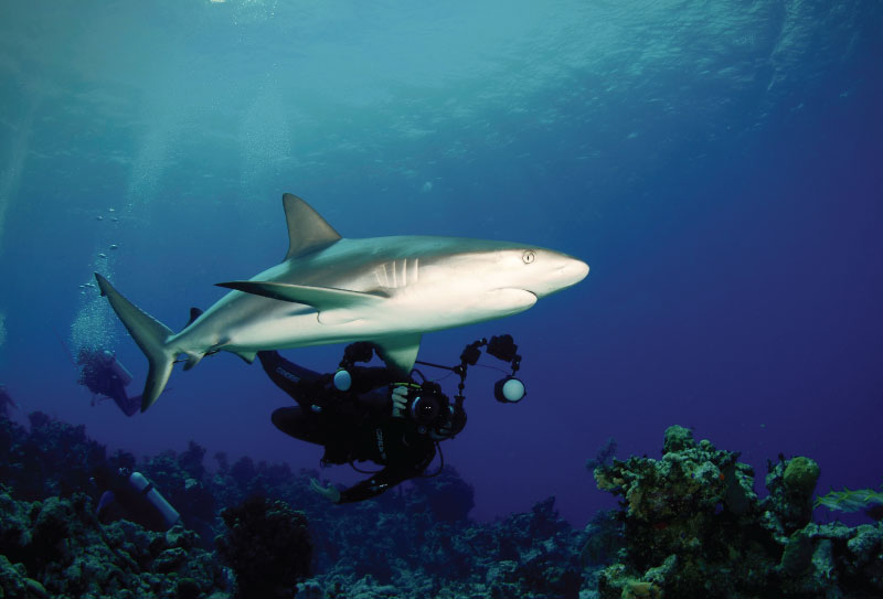 bahamas diving