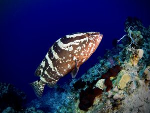 Diving with Groupers in San Salvador, Bahamas