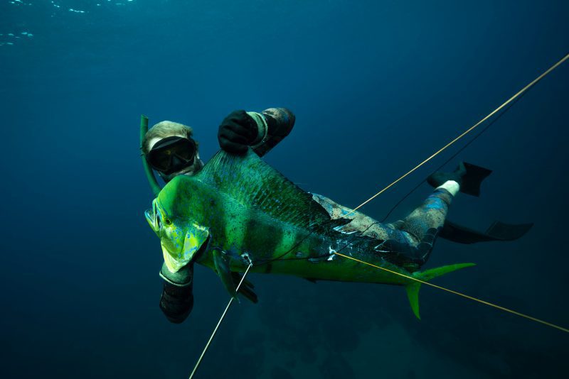 mahi mahi being caught by man on deep sea fishing charter