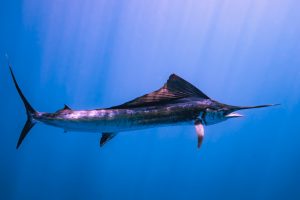 sailfish swimming past deep sea fishing charter in bahamas