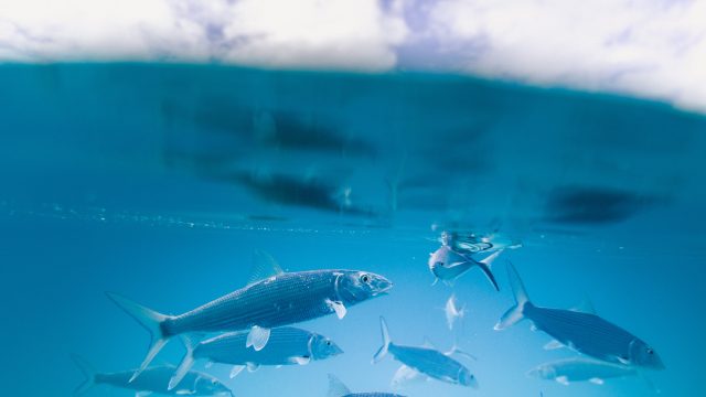 school of fish under bahamas deep sea fishing charter