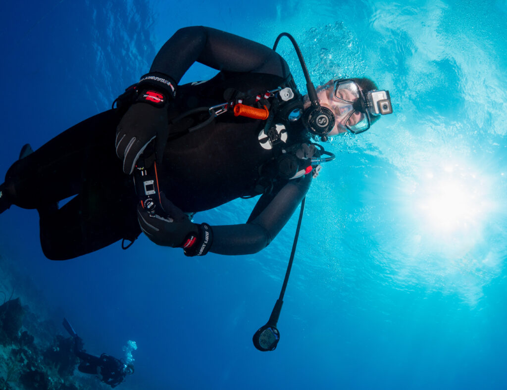 shark diving in bahamas