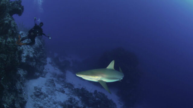 san salvador shark diving