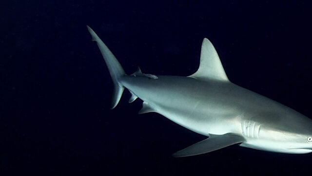 shark cage dive bahamas