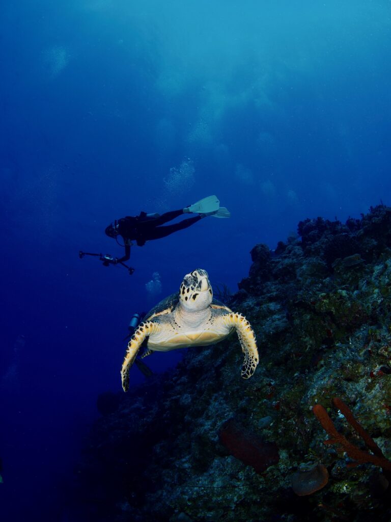 sea turtle swimming in clear ocean water with scuba diver in the background