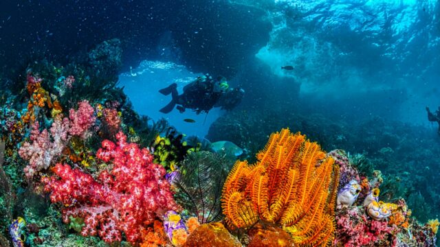 Reef diving in San Salvador for bahamas scuba diving adventure